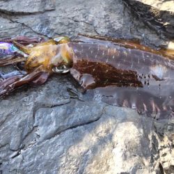 半年ぶりの釣行です。