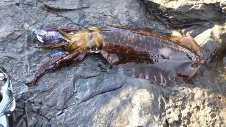 半年ぶりの釣行です。