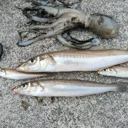 東二見でデカギスが釣れました