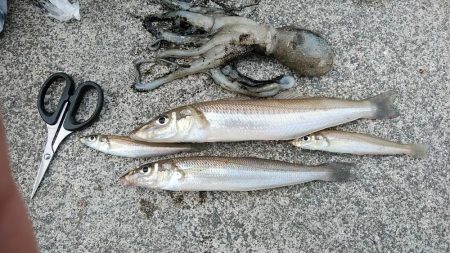 東二見でデカギスが釣れました