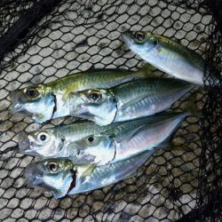 常夜灯でポツポツ