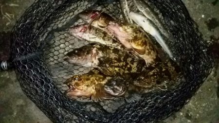 港内ボトム探り