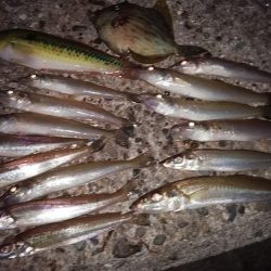 久々に爆釣しました