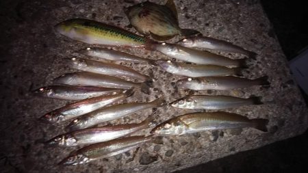 久々に爆釣しました