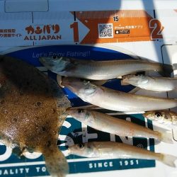 播磨新島のキス調査