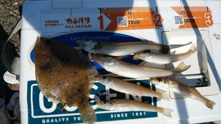 播磨新島のキス調査