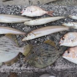 東二見のキス調査