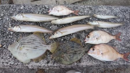 東二見のキス調査