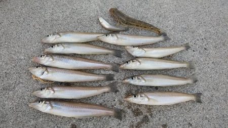 江井ヶ島のキス復活か！