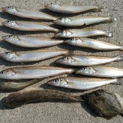 良型キスとハゼが釣れました