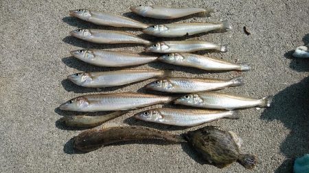 良型キスとハゼが釣れました