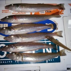 江井ヶ島のキス調査