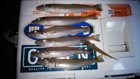 江井ヶ島のキス調査