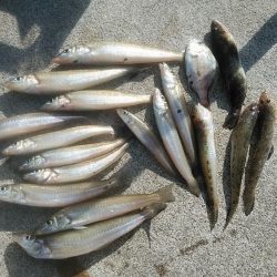 強風の江井ヶ島釣行