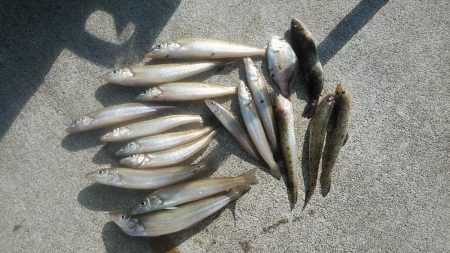 強風の江井ヶ島釣行