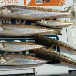 活性下がった江井ヶ島のキス