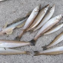 東二見のウミネコにキスを与えて来ました