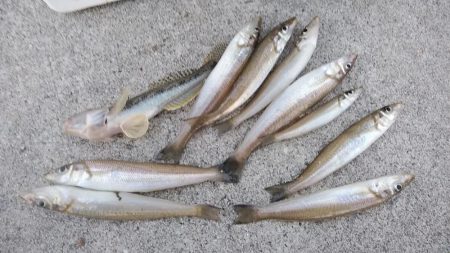 東二見のウミネコにキスを与えて来ました