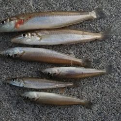 江井ヶ島のキス調査