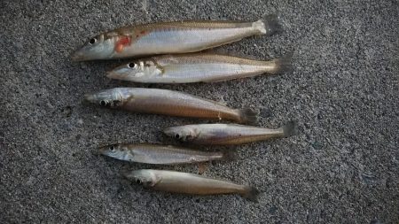 江井ヶ島のキス調査