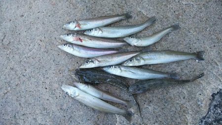 東二見のキス調査