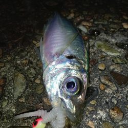 夜釣でのアジング