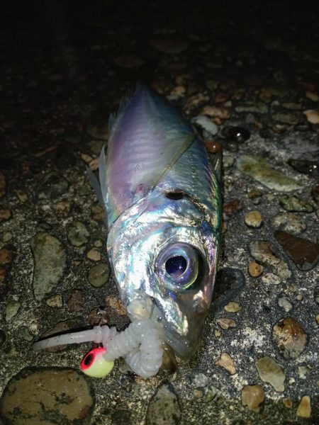 夜釣でのアジング
