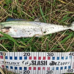 久しぶりのサゴシ