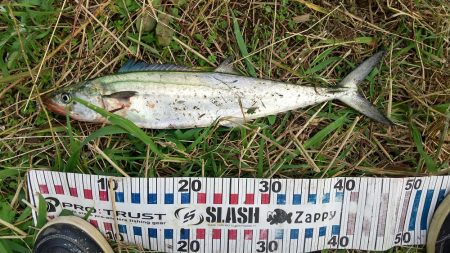 久しぶりのサゴシ