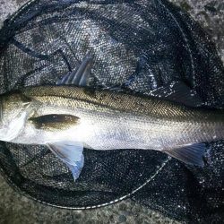 アジングでランカー釣れました。