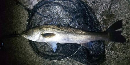 アジングでランカー釣れました。