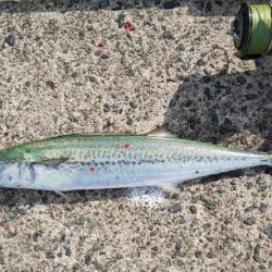 何とか2本釣れました!