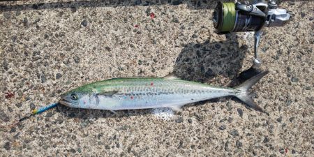 何とか２本釣れました！