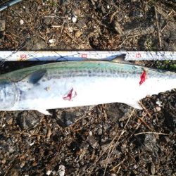 サゴシ、後が続かず。