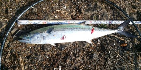 サゴシ、後が続かず。