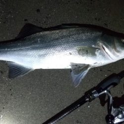 ライトゲームでヒラスズキ