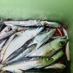 イワシキング　現る！