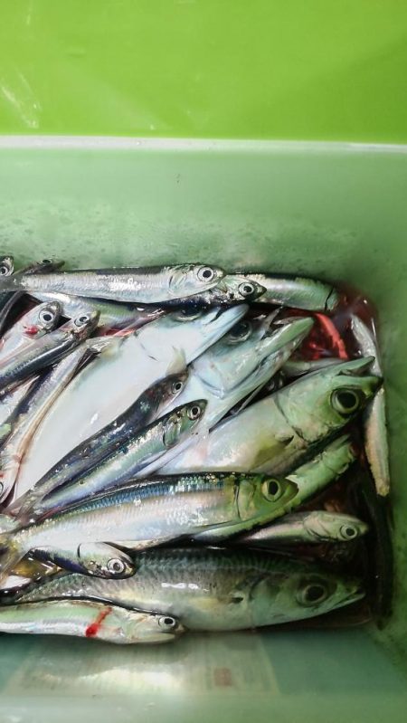 イワシキング　現る！