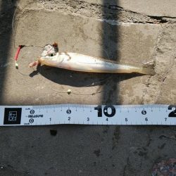 なかなか会えずにシーズン終わりそうだ