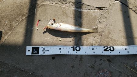 なかなか会えずにシーズン終わりそうだ