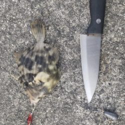 堤防五目達成ならず