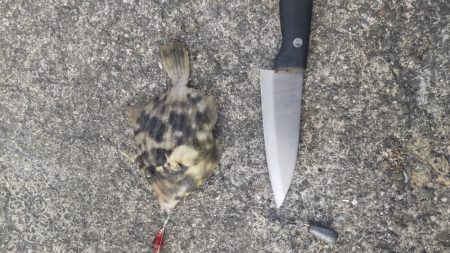 堤防五目達成ならず