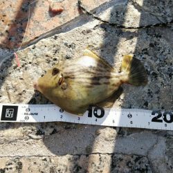 本命は音沙汰なく嬉しいゲスト