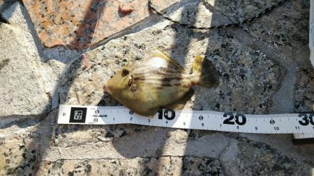 本命は音沙汰なく嬉しいゲスト