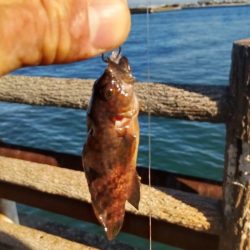 青物、太刀魚不発もマイクロ根魚