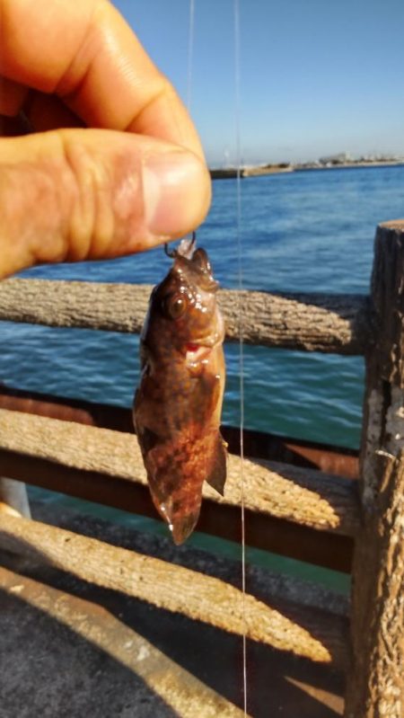 青物、太刀魚不発もマイクロ根魚