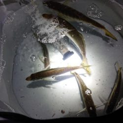 深夜のサビキで23cmまでの良型含むアジゲット