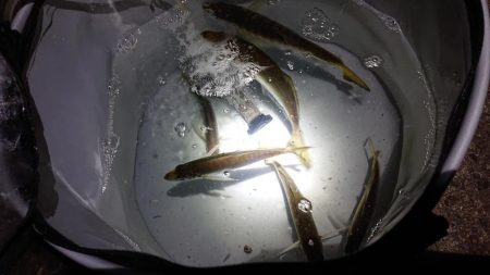 深夜のサビキで23cmまでの良型含むアジゲット
