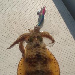 ボートエギング