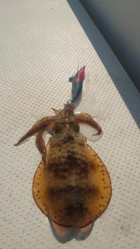 ボートエギング